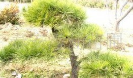 绿松最新爆料,揭秘娱乐圈惊天秘密！